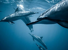 爱游戏APP：让游戏成为日常的温暖陪伴